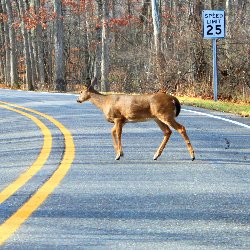 deer on a road